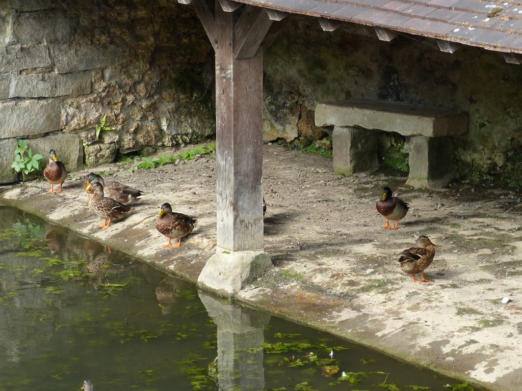 2014-09 CHEVREUSE (7).JPG